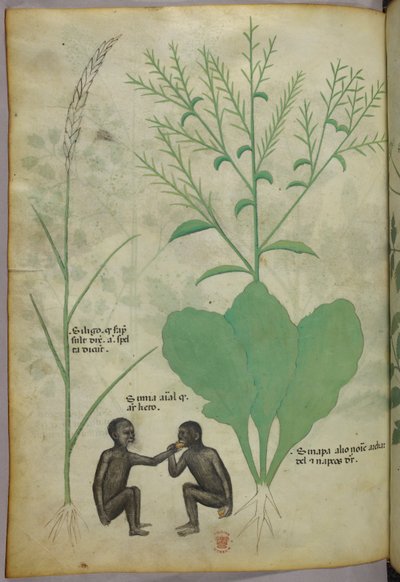 Ilustração botânica e animal de uma planta e dois macacos, c.1440 (tinta e cor sobre velino) de Italian School