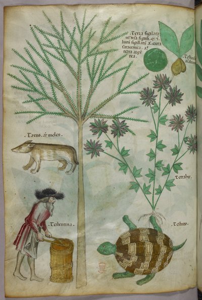 Ilustração botânica e animal de plantas, uma tartaruga, um homem e outro animal, c.1440 (tinta e cor sobre velino) de Italian School