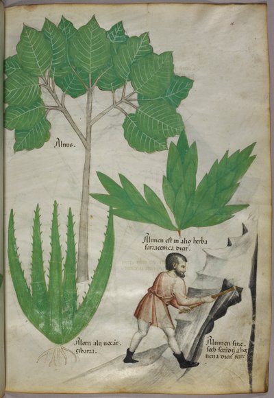 Ilustração botânica de um homem com um machado a partir pedra para extrair alúmen, c.1440 (tinta e cor sobre velino) de Italian School