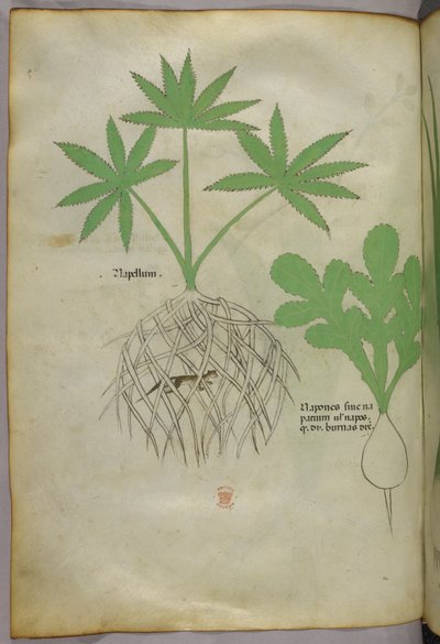 Ilustração botânica, c.1440 (tinta e cor sobre velino) de Italian School