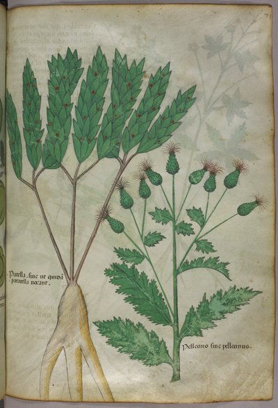 Ilustração botânica, c.1440 (tinta e cor sobre velino) de Italian School