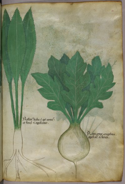 Ilustração botânica, c.1440 (tinta e cor sobre velino) de Italian School