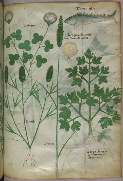 Ilustração botânica, c.1440 (tinta e cor sobre velino) de Italian School