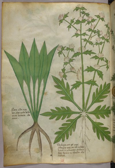 Ilustração botânica, c.1440 (tinta e cor sobre velino) de Italian School