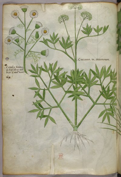 Ilustração botânica, c.1440 (tinta e cor sobre velino) de Italian School