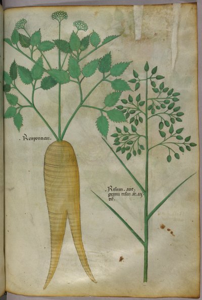 Ilustração botânica, c.1440 (tinta e cor sobre velino) de Italian School