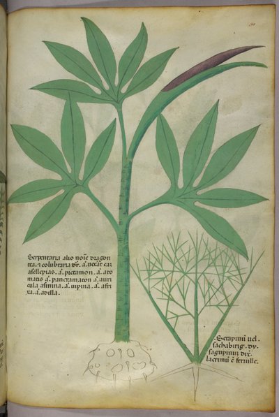 Ilustração botânica, c.1440 (tinta e cor sobre velino) de Italian School