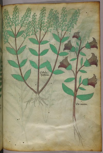 Ilustração botânica, c.1440 (tinta e cor sobre velino) de Italian School