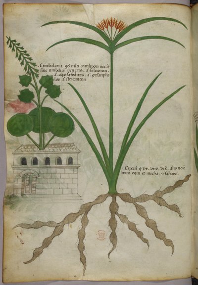 Ilustração botânica, c.1440 (tinta e cor sobre velino) de Italian School