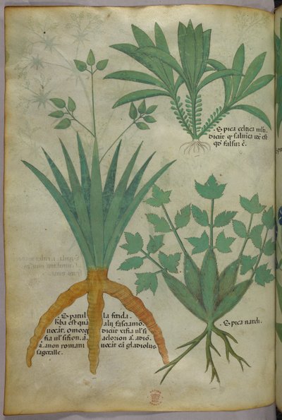Ilustração botânica, c.1440 (tinta e cor sobre velino) de Italian School