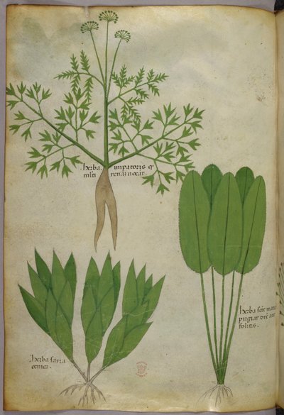 Ilustração botânica, c.1440 (tinta e cor sobre velino) de Italian School