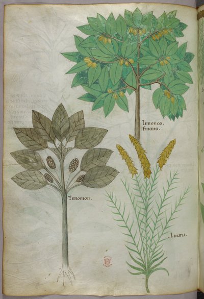 Ilustração botânica, c.1440 (tinta e cor sobre velino) de Italian School