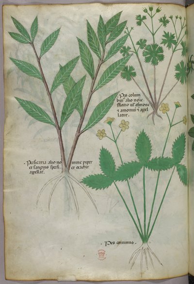 Ilustração botânica, c.1440 (tinta e cor sobre velino) de Italian School