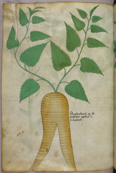 Ilustração botânica, c.1440 (tinta e cor sobre velino) de Italian School