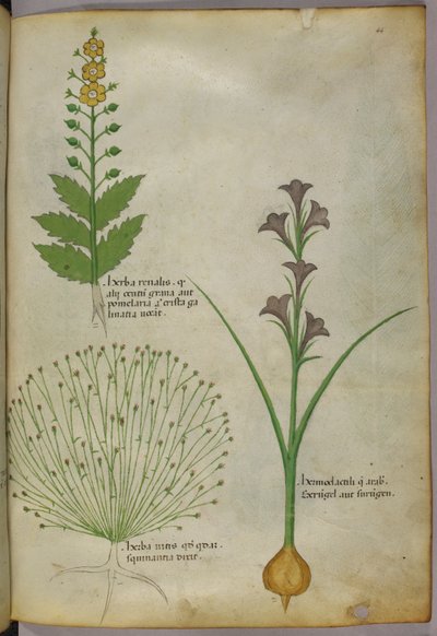 Ilustração botânica, c.1440 (tinta e cor sobre velino) de Italian School