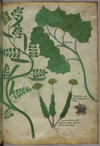 Ilustração botânica, c.1440 (tinta e cor sobre velino) de Italian School