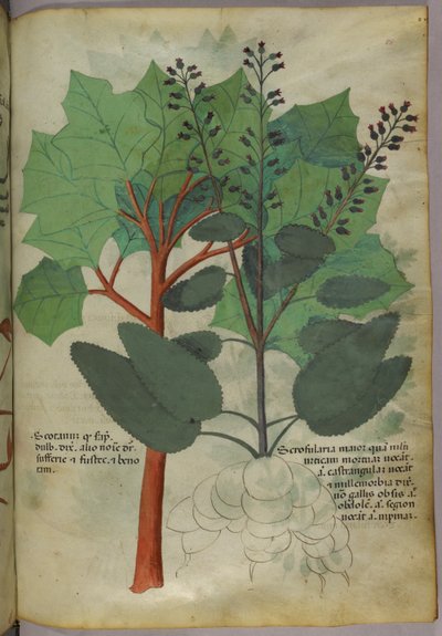 Ilustração botânica, c.1440 (tinta e cor sobre velino) de Italian School