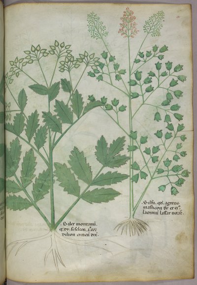 Ilustração botânica, c.1440 (tinta e cor sobre velino) de Italian School