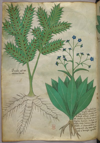 Ilustração botânica, c.1440 (tinta e cor sobre velino) de Italian School