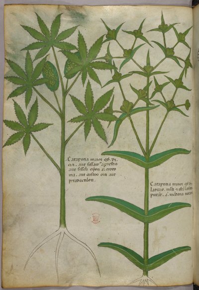 Ilustração botânica, c.1440 (tinta e cor sobre velino) de Italian School
