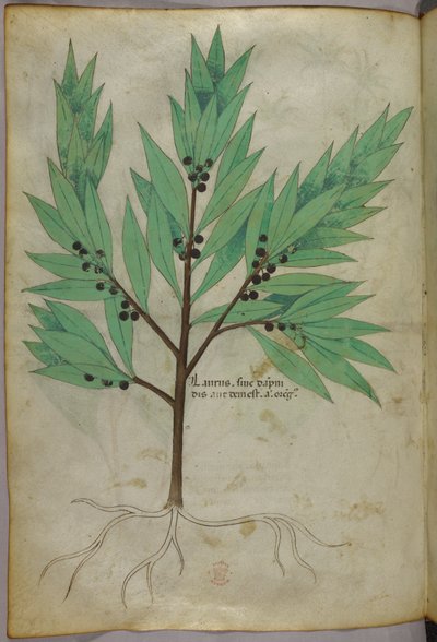 Ilustração botânica, c.1440 (tinta e cor sobre velino) de Italian School