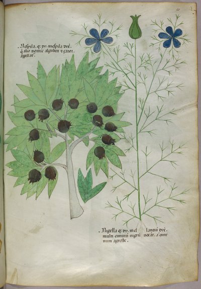 Ilustração botânica, c.1440 (tinta e cor sobre velino) de Italian School