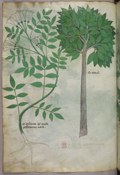 Ilustração botânica, c.1440 (tinta e cor sobre velino) de Italian School