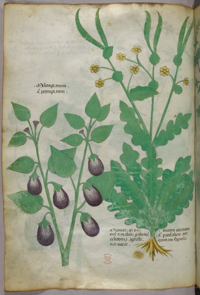Ilustração botânica, c.1440 (tinta e cor sobre velino) de Italian School