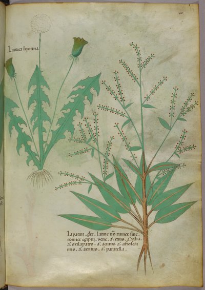Ilustração botânica, c.1440 (tinta e cor sobre velino) de Italian School