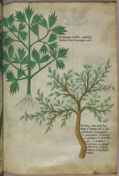 Ilustração botânica, c.1440 (tinta e cor sobre velino) de Italian School