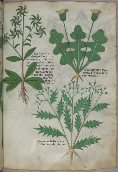 Ilustração botânica, c.1440 (tinta e cor sobre velino) de Italian School