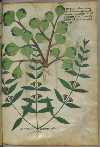 Ilustração botânica, c.1440 (tinta e cor sobre velino) de Italian School