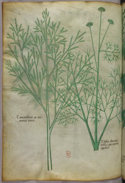 Ilustração botânica, c.1440 (tinta e cor sobre velino) de Italian School