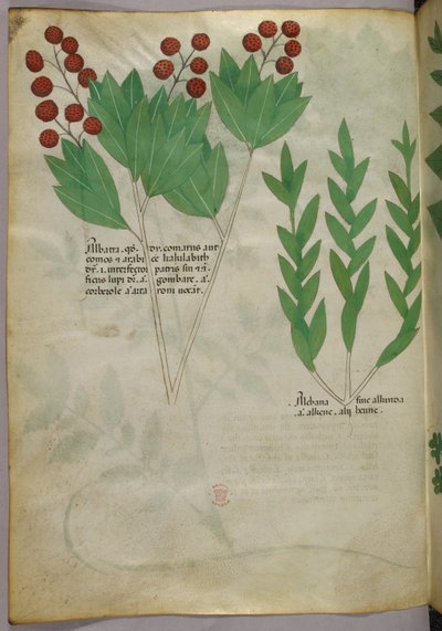 Ilustração botânica, c.1440 (tinta e cor sobre velino) de Italian School