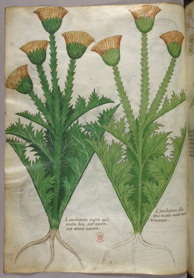 Ilustração botânica, c.1440 (tinta e cor sobre velino) de Italian School