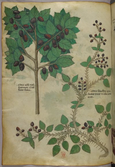 Ilustração botânica, c.1440 (tinta e cor sobre velino) de Italian School