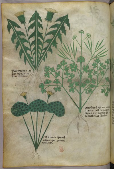 Ilustração botânica, c.1440 (tinta e cor sobre velino) de Italian School