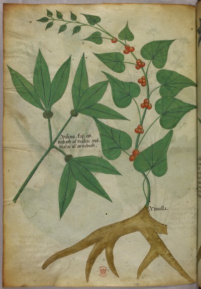Ilustração botânica, c.1440 (tinta e cor sobre velino) de Italian School