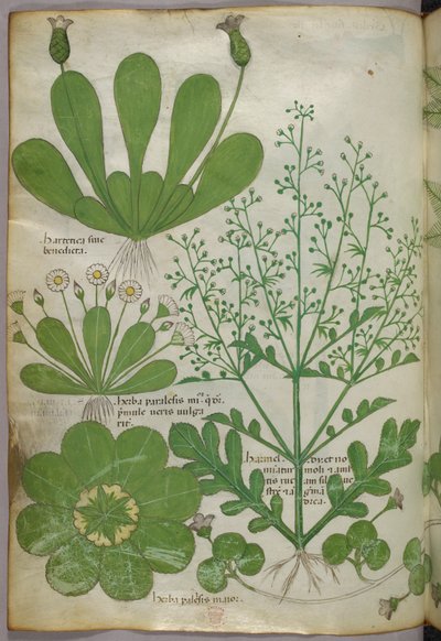 Ilustração botânica, c.1440 (tinta e cor sobre velino) de Italian School