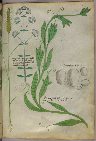 Ilustração botânica, c.1440 (tinta e cor sobre velino) de Italian School