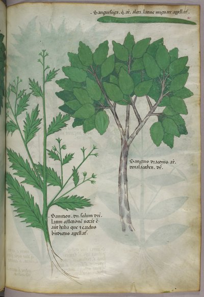 Ilustração botânica, c.1440 (tinta e cor sobre velino) de Italian School