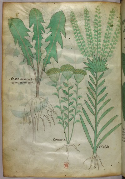 Ilustração botânica, c.1440 (tinta e cor sobre velino) de Italian School