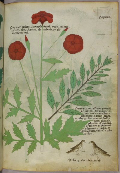 Ilustração botânica, c.1440 (tinta e cor sobre velino) de Italian School