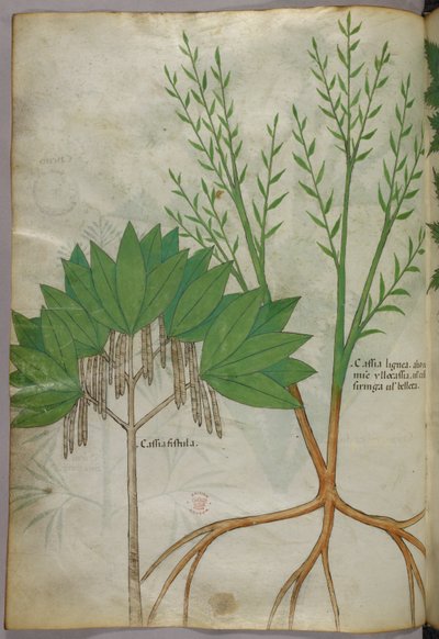Ilustração botânica, c.1440 (tinta e cor sobre velino) de Italian School