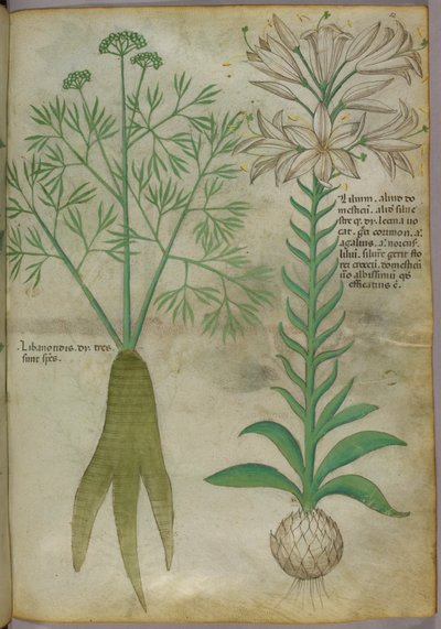 Ilustração botânica, c.1440 (tinta e cor sobre velino) de Italian School
