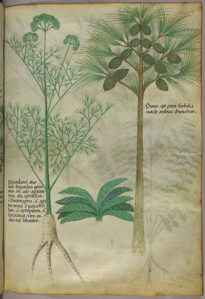 Ilustração botânica, c.1440 (tinta e cor sobre velino) de Italian School