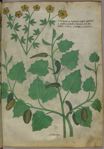 Ilustração botânica, c.1440 (tinta e cor sobre velino) de Italian School