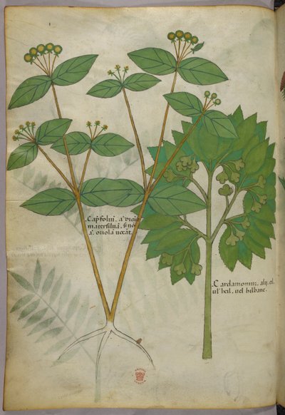 Ilustração botânica, c.1440 (tinta e cor sobre velino) de Italian School