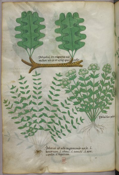 Ilustração botânica, c.1440 (tinta e cor sobre velino) de Italian School