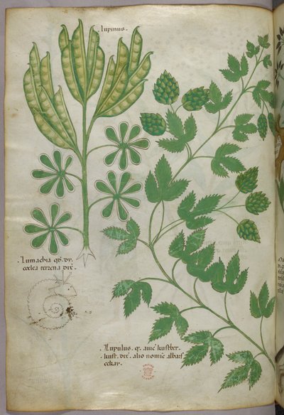 Ilustração botânica, c.1440 (tinta e cor sobre velino) de Italian School
